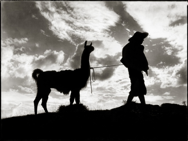 In shadow, a man is hearding his llama