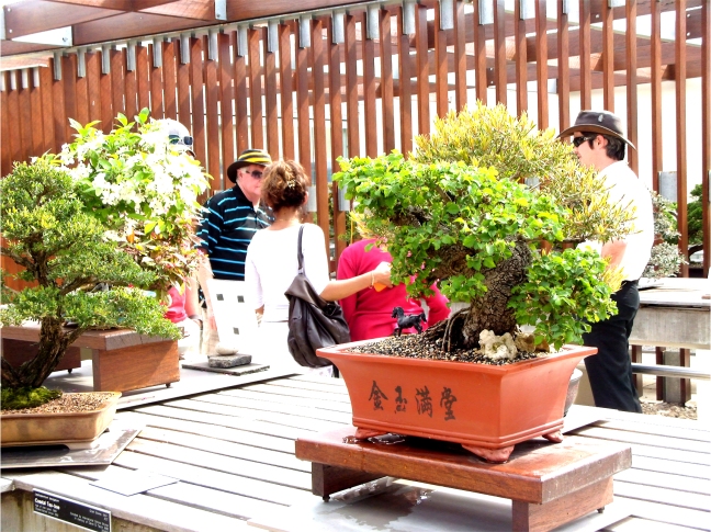 National Bonsai and Penjing Collection (23)