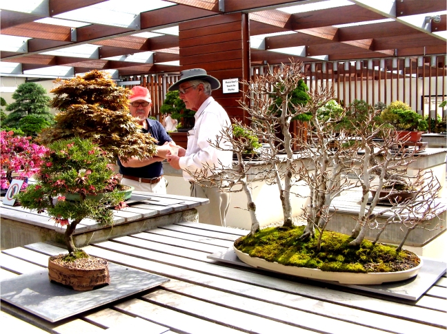 National Bonsai and Penjing Collection (28)