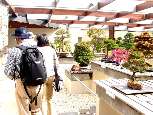 National Bonsai and Penjing Collection (31)