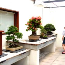 Woman looking at Chinese Elm