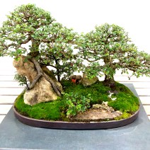 Chinese Elm planted in 1984 on display at the National Bonsai and Penjing Collection