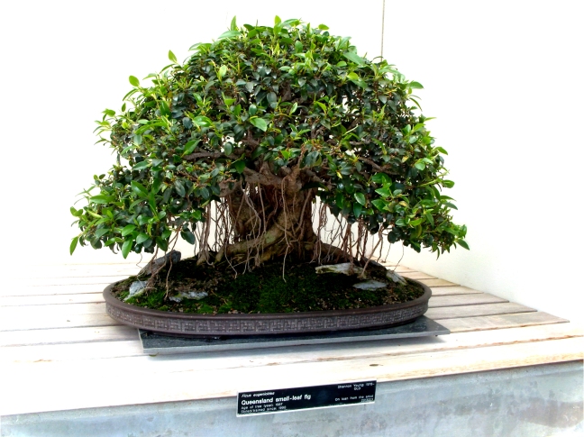 Queensland Small -Leaf Fig