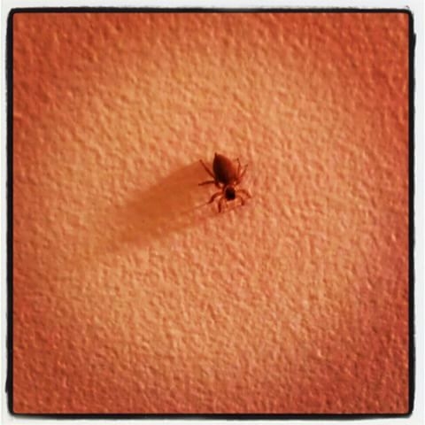 A tiny spider on a centre of an orange wall, in a halo of light