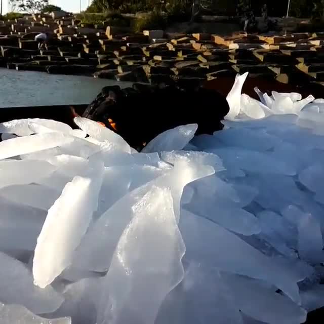 Four Thousand Fish, exihibition honouring Barangaroo. Sydney Festival, 6 January 2018