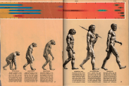 Six homo sapiens and other species depicted from 'monkey' to eventually a standing up human man